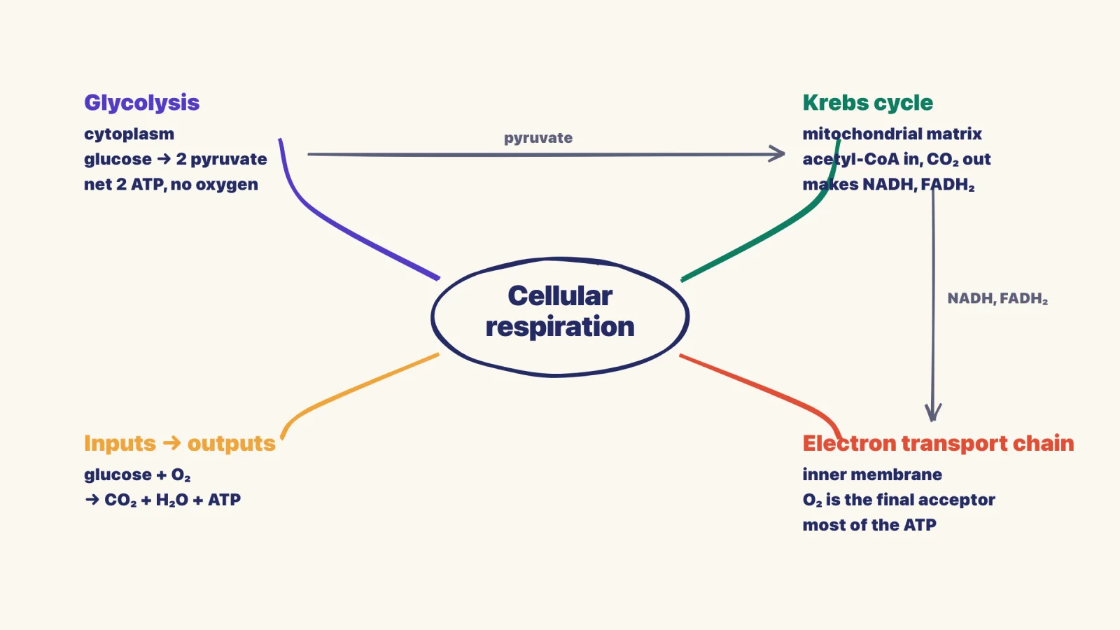 A hand-drawn mind map with Cellular respiration in the centre and four branches: glycolysis, Krebs cycle, electron transport chain, and inputs to outputs, with arrows labelled pyruvate and NADH linking the branches